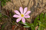 Appalachian rose gentian